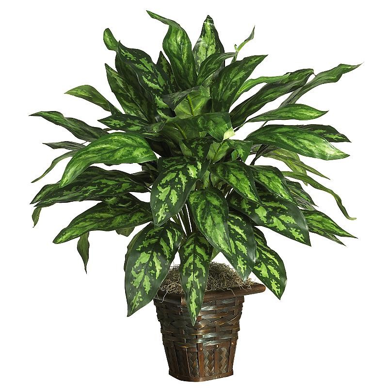 Silver King w/ Basket Silk Plant