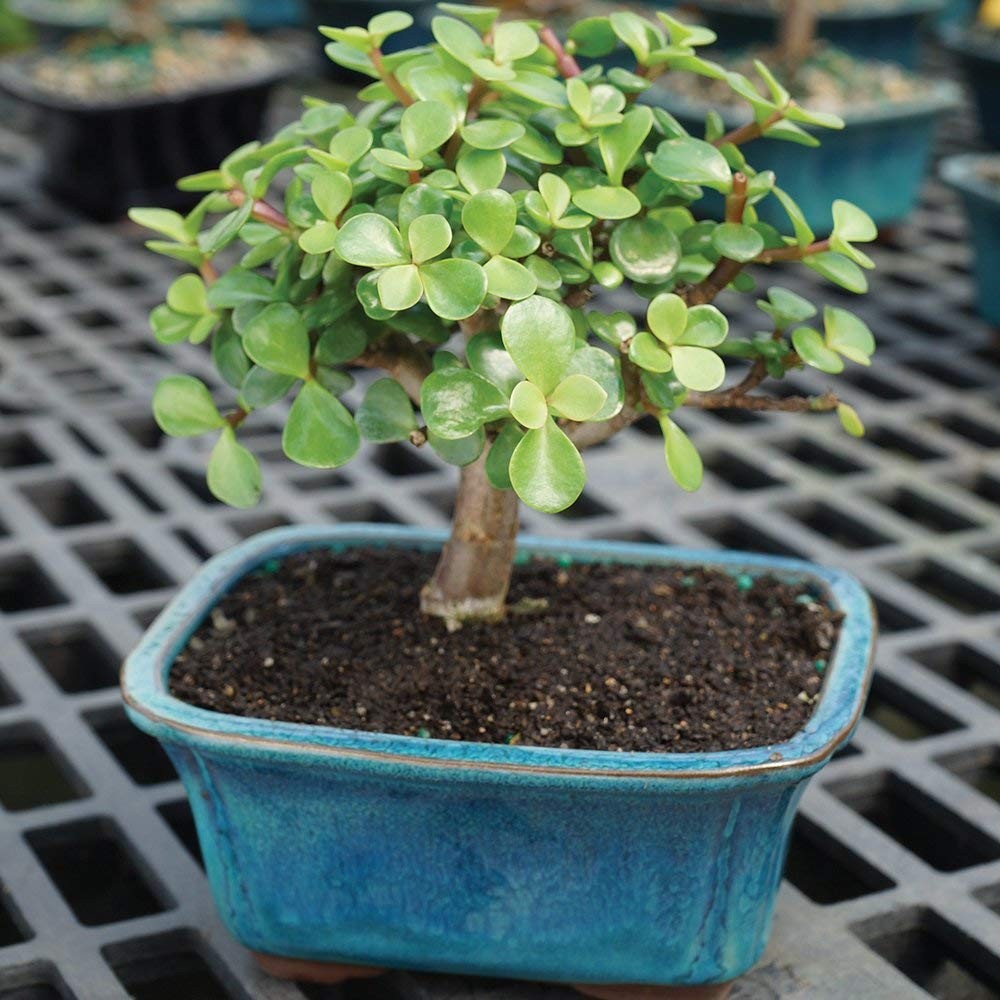Brussel’s Bonsai – Live Dwarf Jade Tree in a Ceramic SMALL, Green