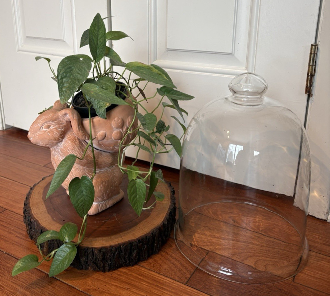Glass Terrarium Cloche Dome Cover with Top Knob Rustic Wood Base Live Edge