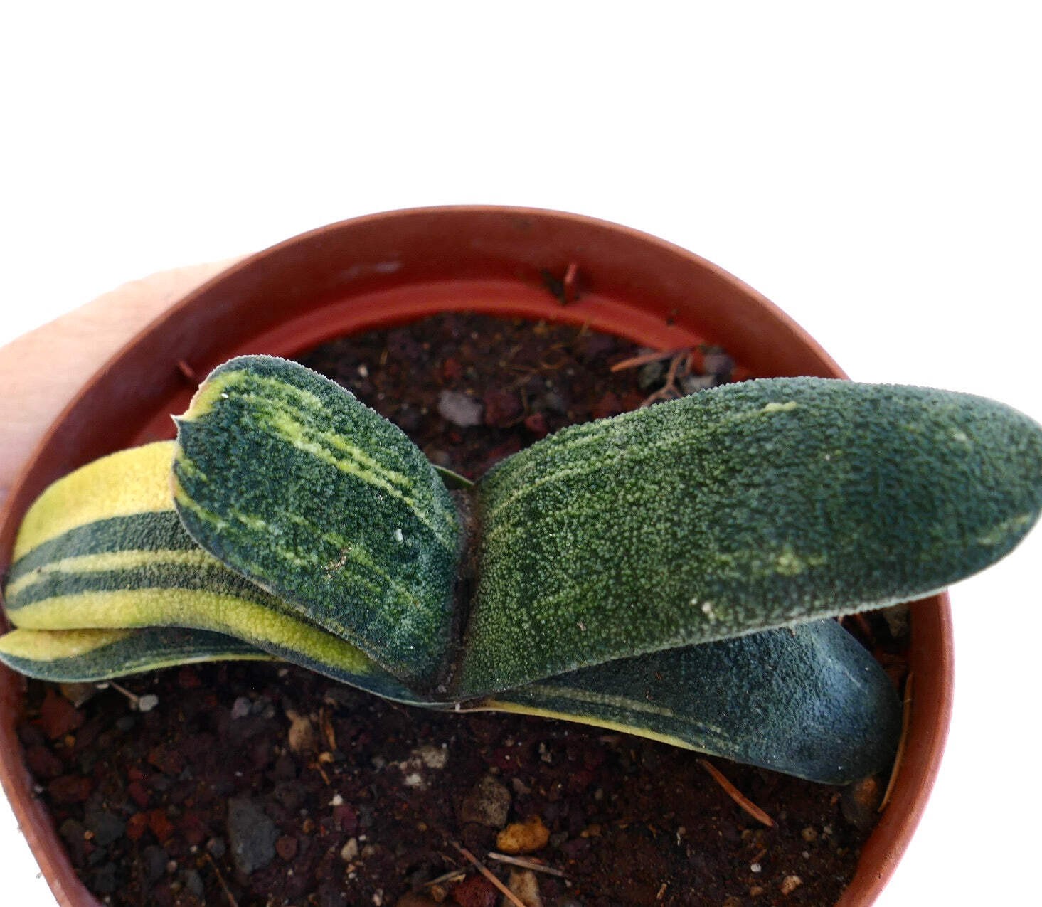 Gasteria batesiana VARIEGATED – Knoppies gasteria | Bates’ gasteria