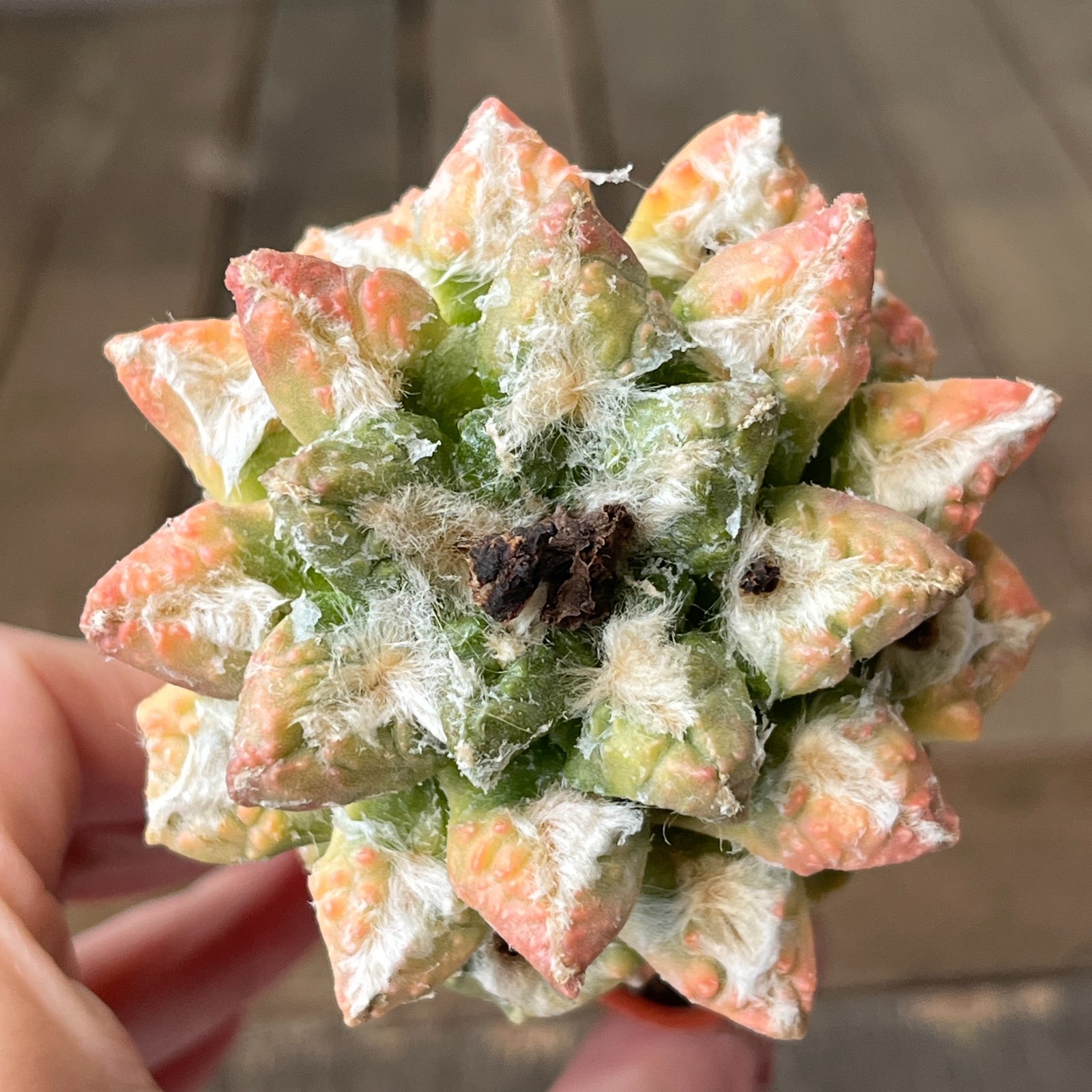 A22-1028 Cactus hybr (Bravo v. hintonii x fiss) f. variegata, grafted
