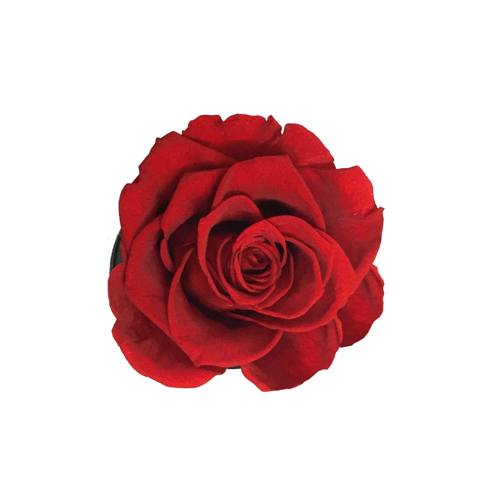 Personalized Single Long Lasting Red Rose In Black Suede Box, Long Lasting