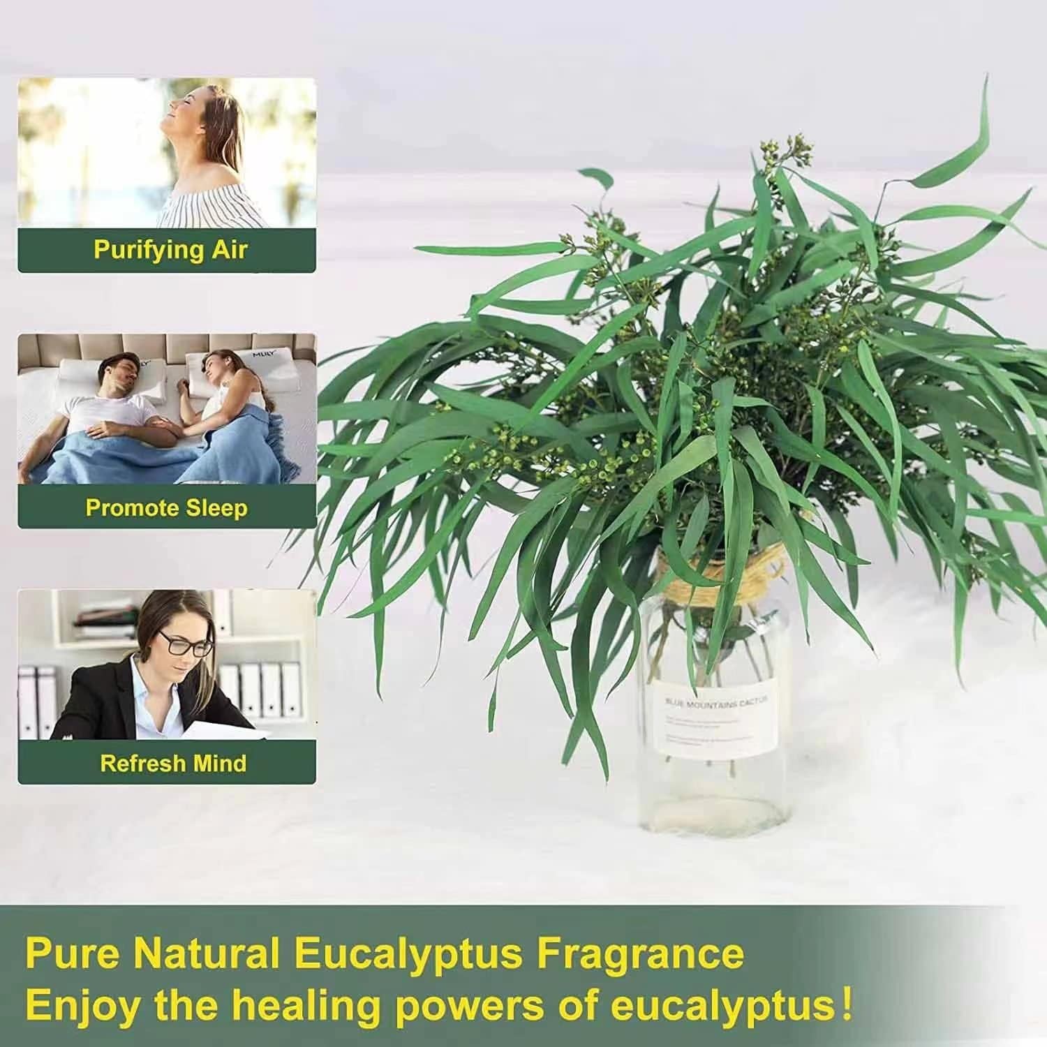 17” Real Dried Seeded Eucalyptus Stems for Shower, Preserved Natural Eucalyp…