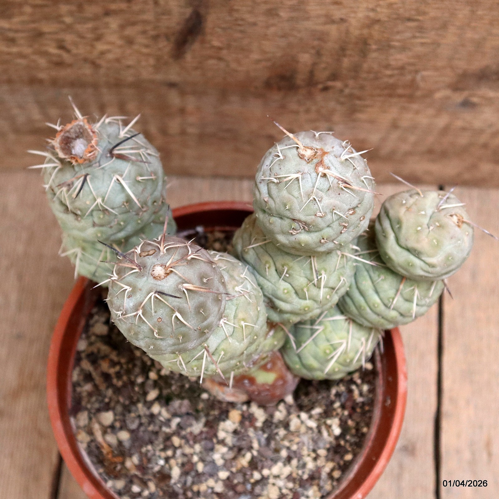 D8174 TEPHROCACTUS GEOMETRICUS GRAFT 12 BALLS pot17-H18-W19 cm MaMa Cactus