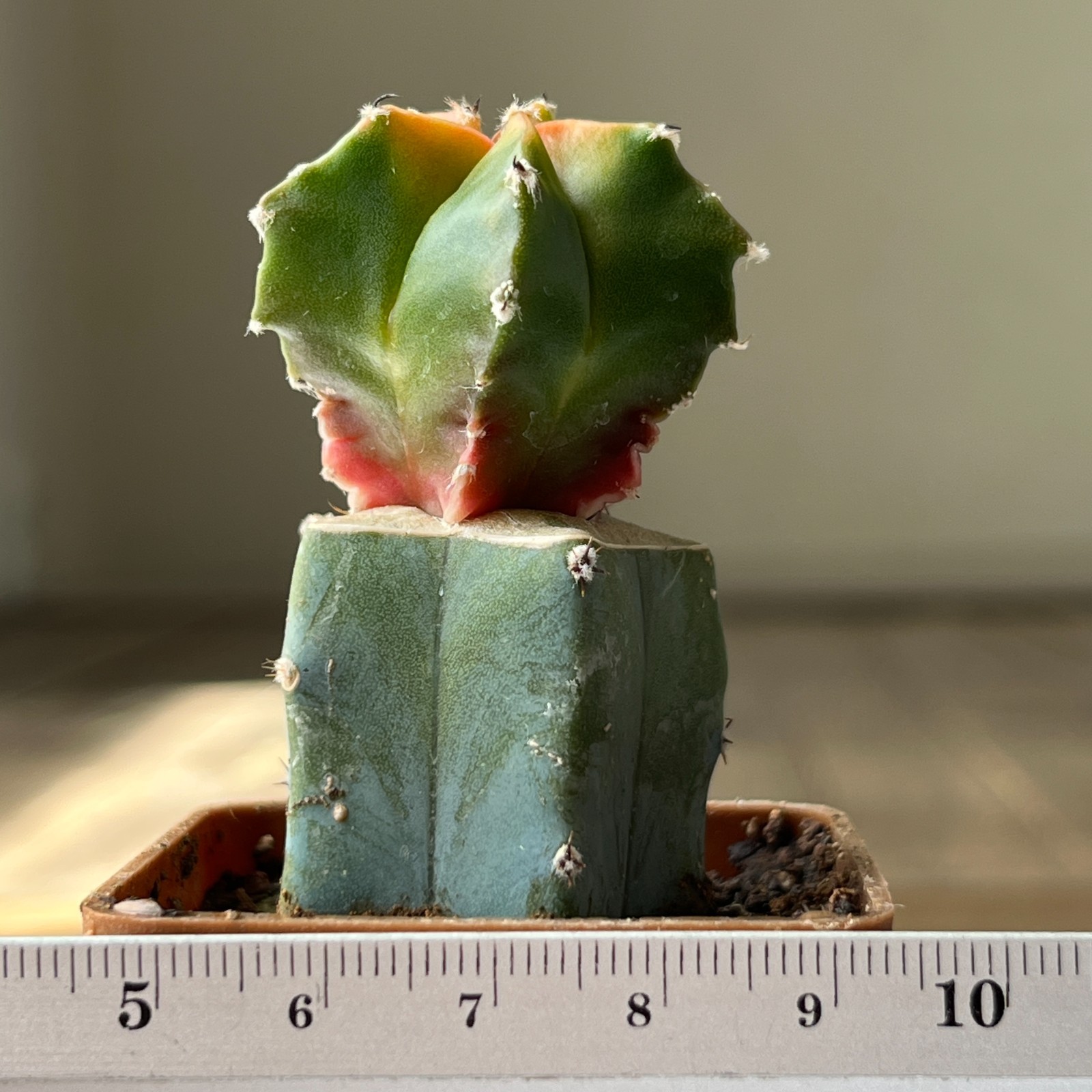 A30-578 Astrophytum myriostigma c. ‘Koh-Yo’, grafted