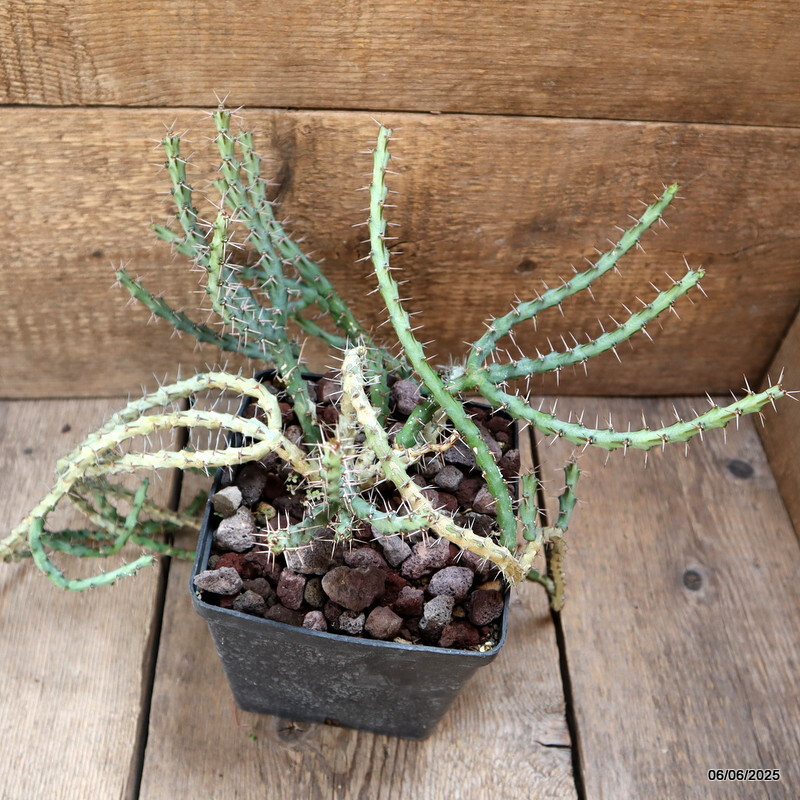 D4519 EUPHORBIA SP. pot14-H30-W36 cm MaMa Cactus