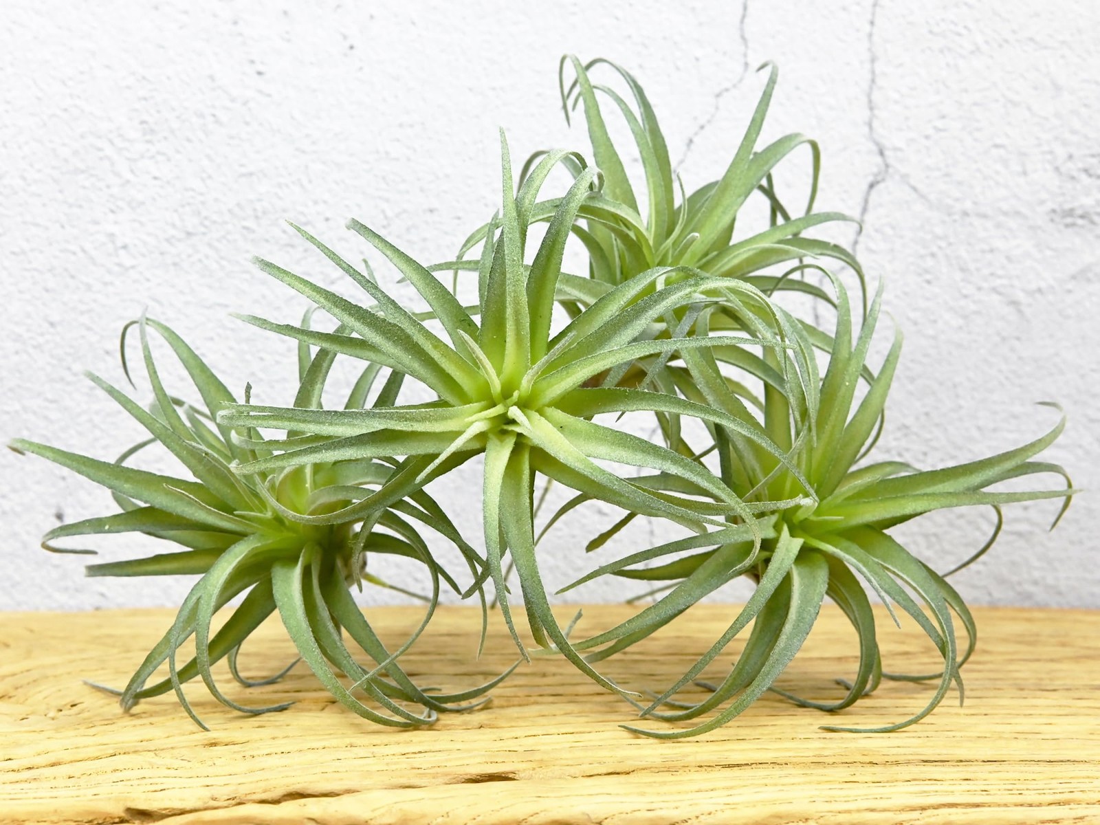 Fake Artificial Tillandsia Air Plants, 4pcs Flocked Green Faux Bromeliads for…