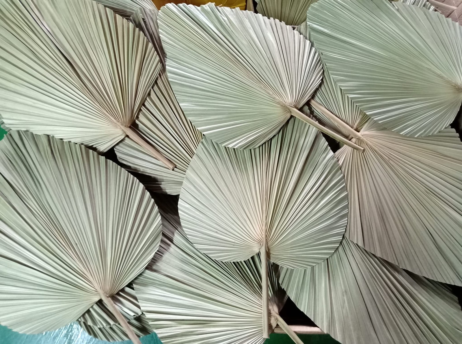 23″ H x 15″ W Giant Tropical Dried Palm Leaves Large Palm Fan Leaves for Wedd…