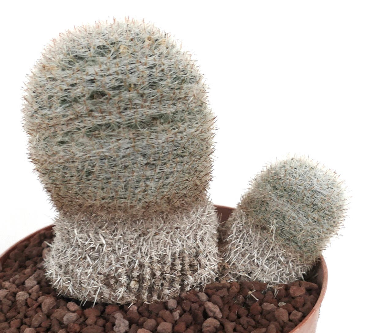 Mammillaria albilanata TWO HEADS 1001 – White woolly nipple cactus | Snowball ca