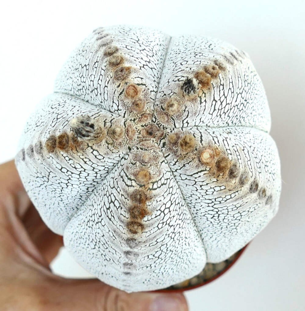 Astrophytum culttivar ONZUKA selected F789 – Star cactus | Bishop’s cap