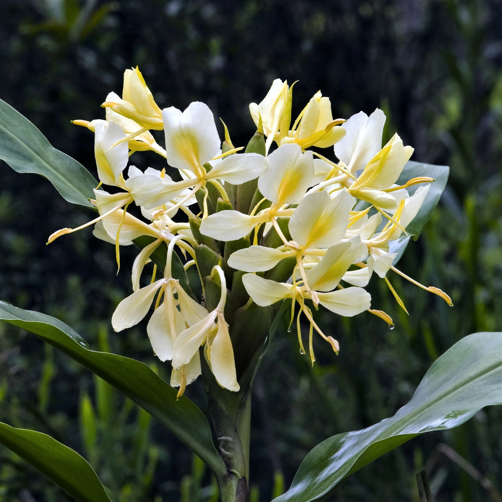 2 HAWAIIAN WHITE GINGER ROOTS – Easy to Grow – Blooms Very Fragrant