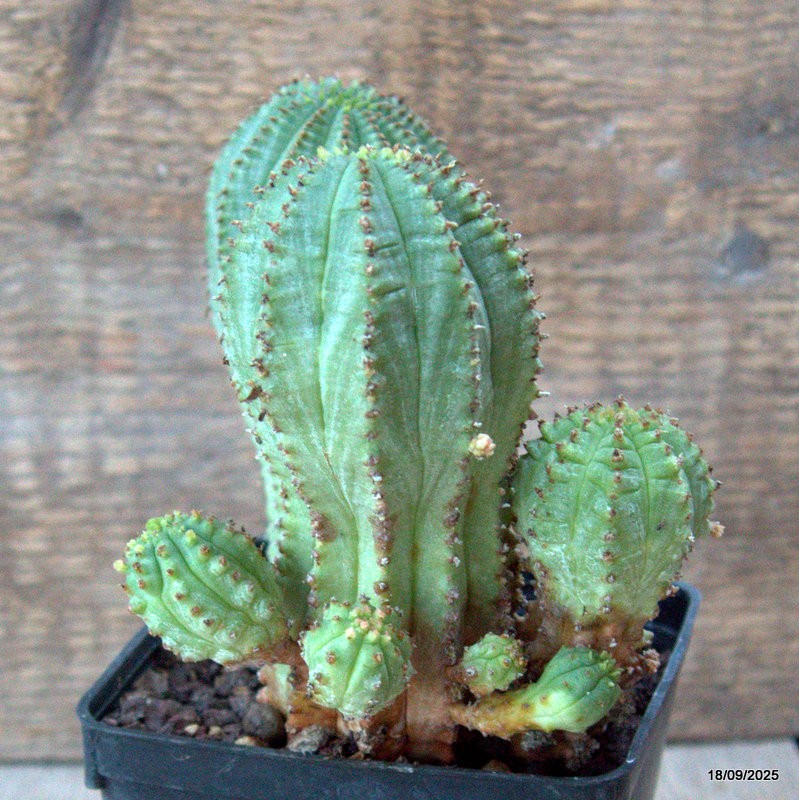 D6492 EUPHORBIA INFAUSTA pot9-H13-W14 cm MaMa Cactus