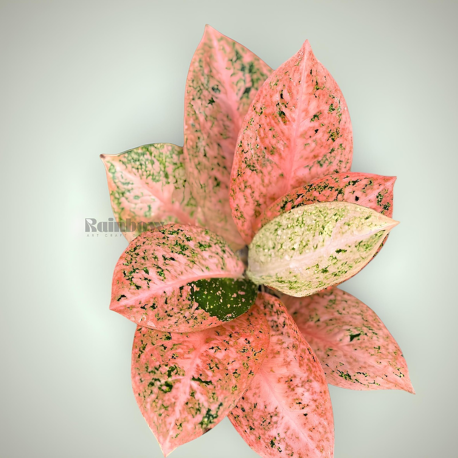 Aglaonema Orange Stardust Beatiful Ornamental Plant