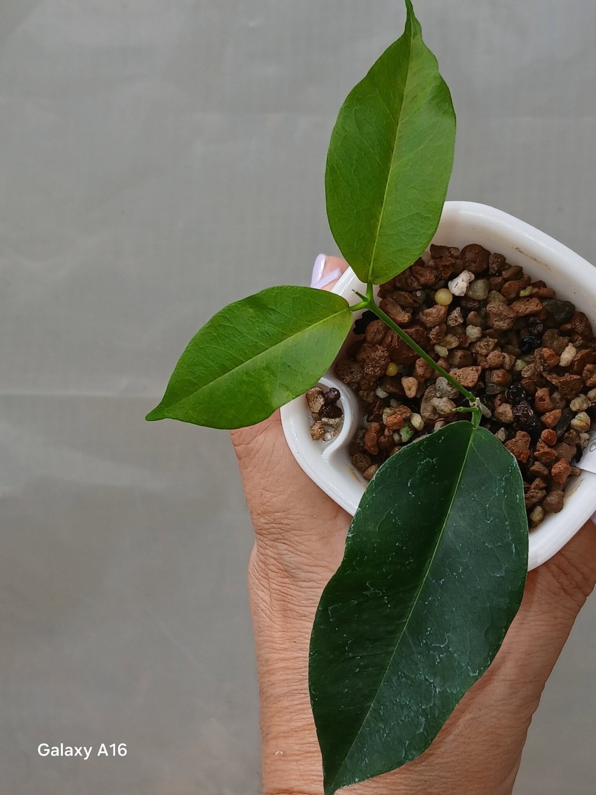 Hoya Evelinae Rare Variegated, Real Picture, Aroid Houseplant
