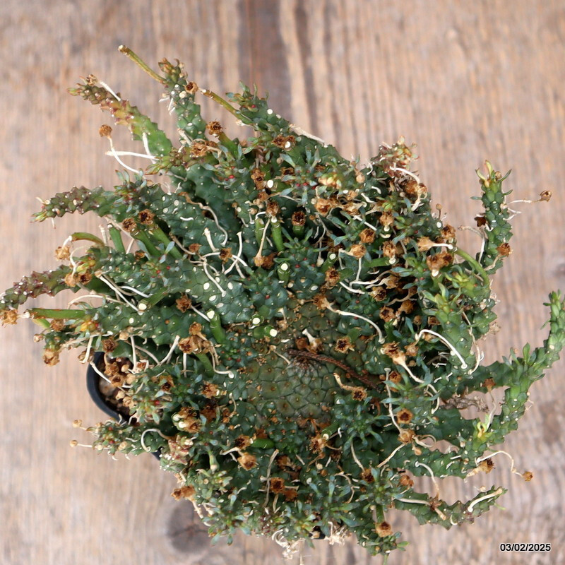 A8771 EUPHORBIA GORGONIS pot8-H9-W15 cm MaMa Cactus