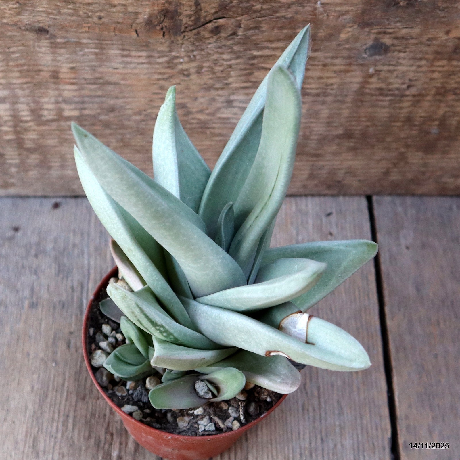 D7375 GASTERIA GREEN ICE pot10-H19-W15 cm MaMa Cactus
