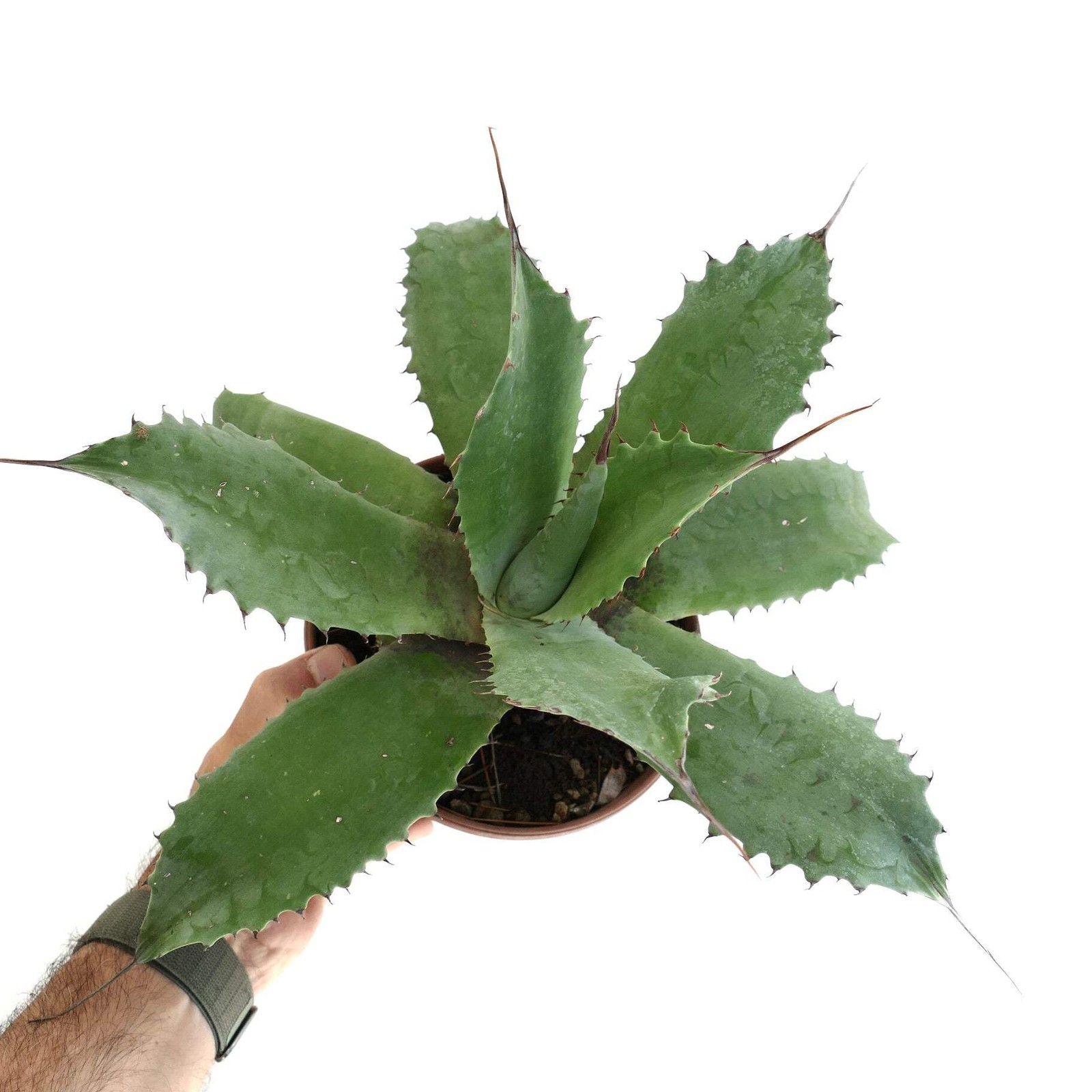 Agave marmorata x americana