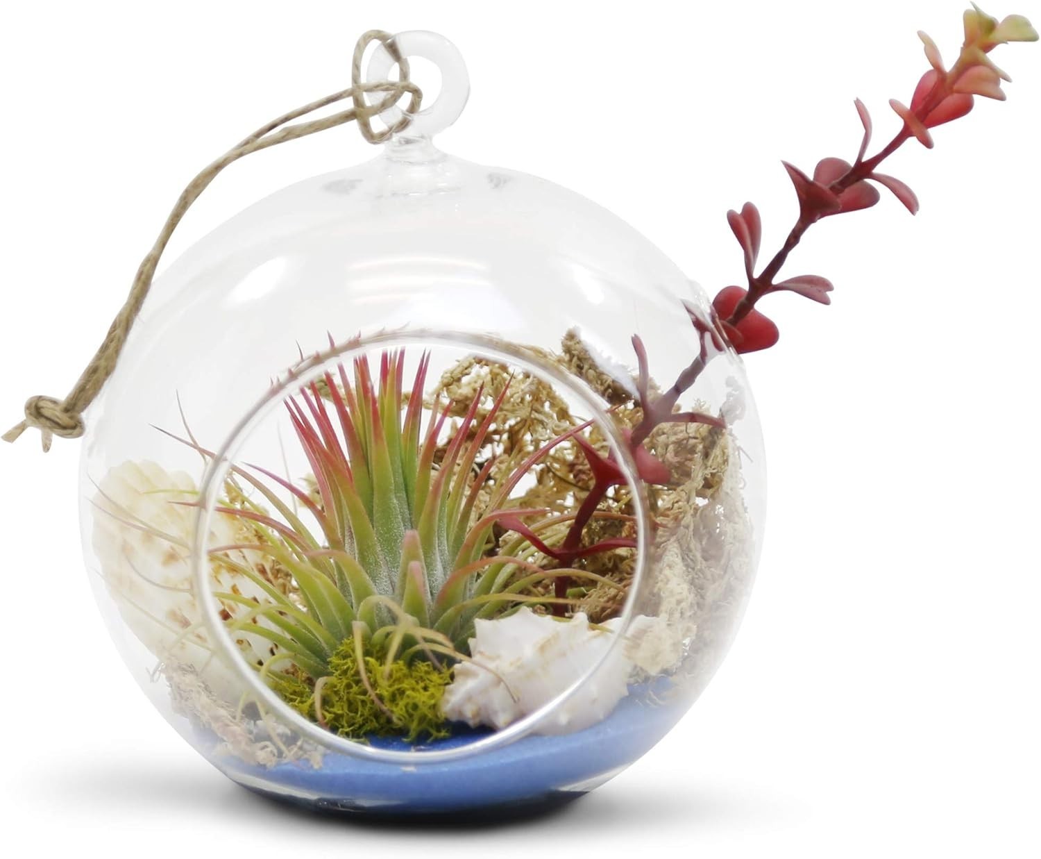 Elegant DIY Hanging Terrarium Globe – 6″ Glass Vase for Indoor or Outdoor Decor