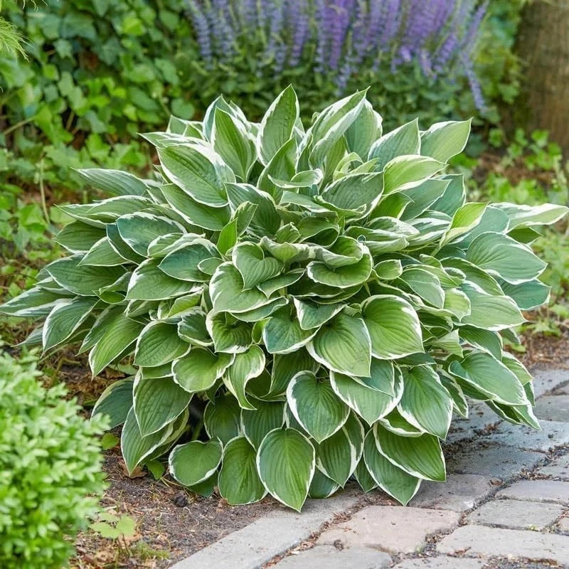 310+ Mixed Color Hosta Seeds for Planting – Hostas Seeds Rare Perennial, Flower