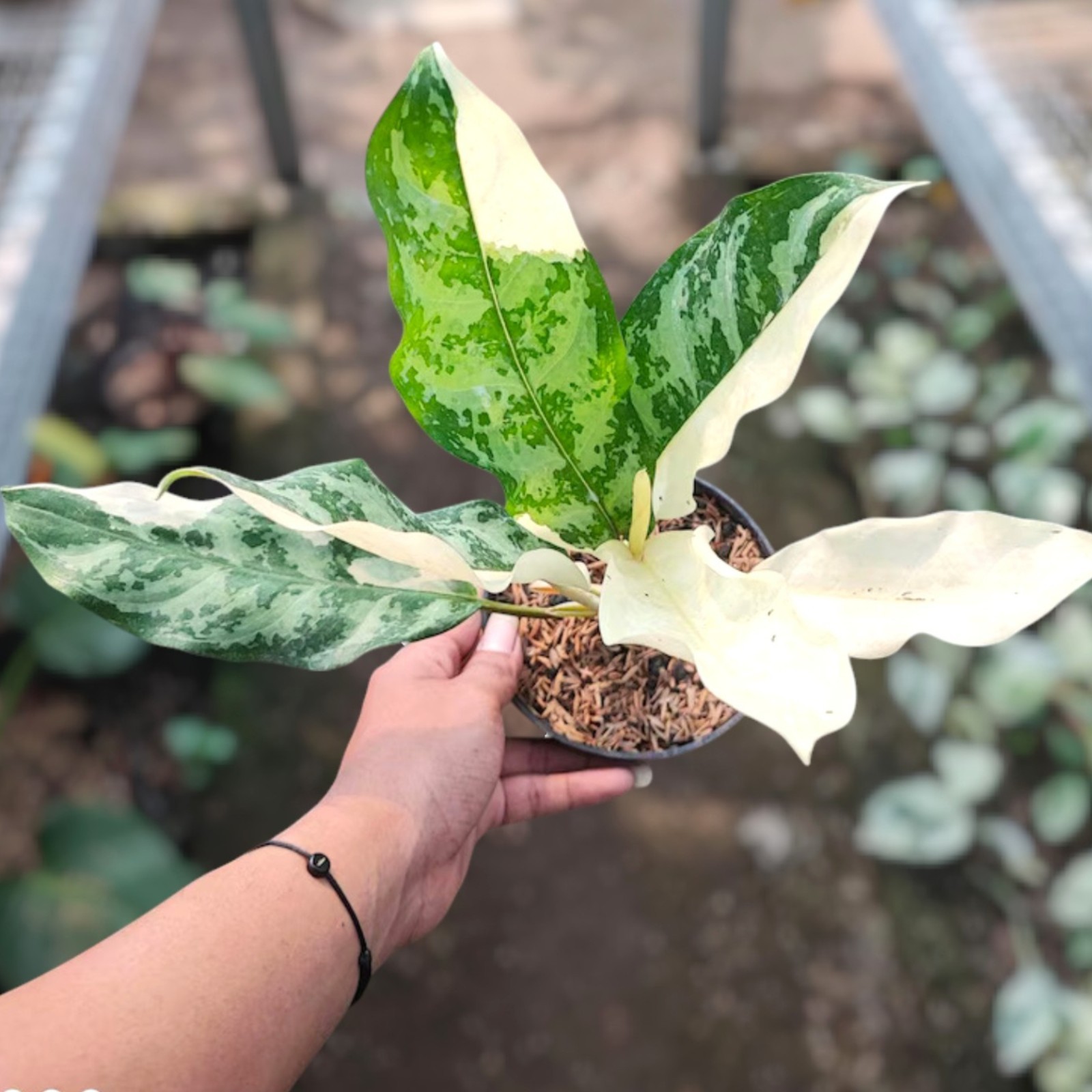 Aglaonema Comutatum Variegated Ornamental Plant