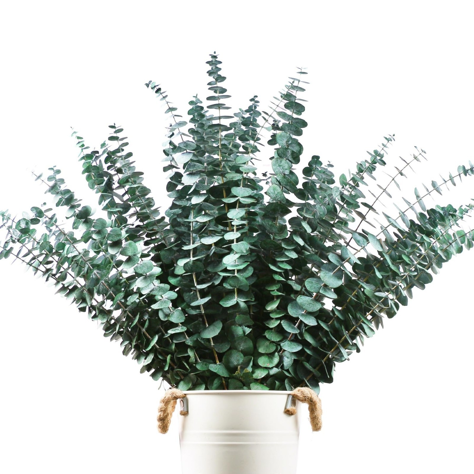 48 Pcs Large Dried Eucalyptus Stems – Natural Shower Hanging Branches, 17″ Prese