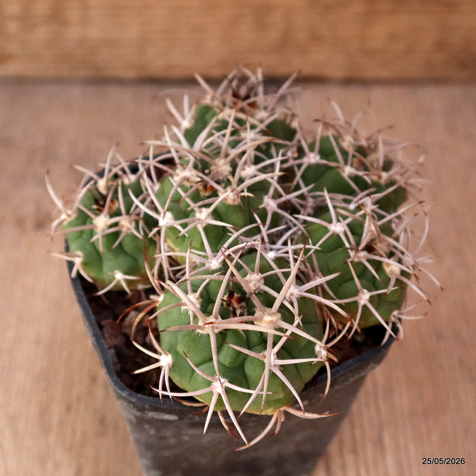 D1065 GYMNOCALYCIUM CARMINANTHUM pot7-H5-W9 cm MaMa Cactus