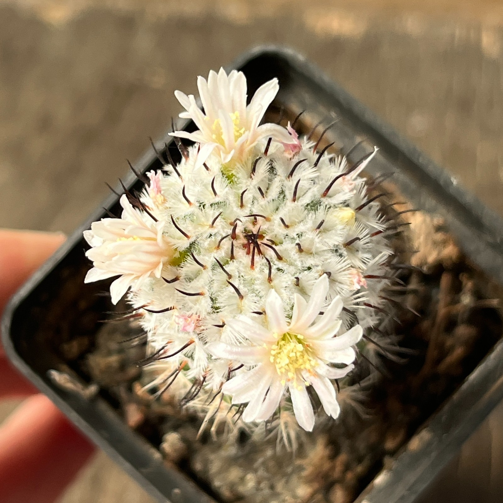 A36-793 Mammillaria andersoniana, grafted
