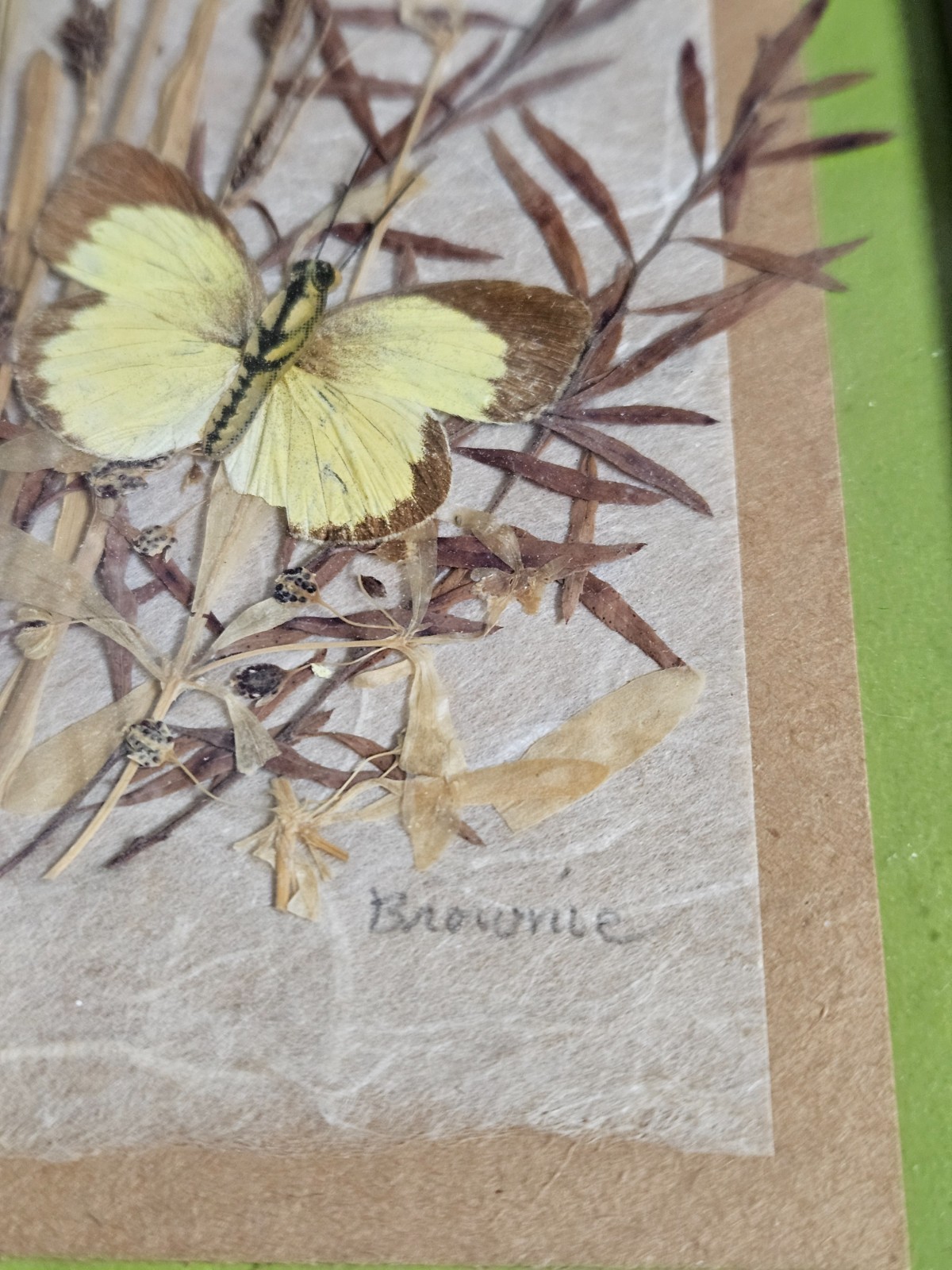 2 Vintage HENRIETTA BROWNIE STRONG Flowers BUTTERFLIES frame YORKTOWN HEIGHTS NY