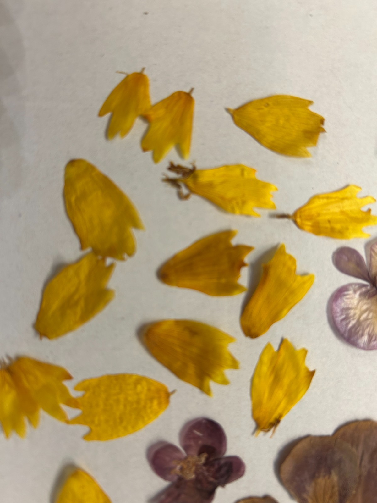 Lot of Hand Picked and Hand Pressed Flowers and Petals Crafting Decor