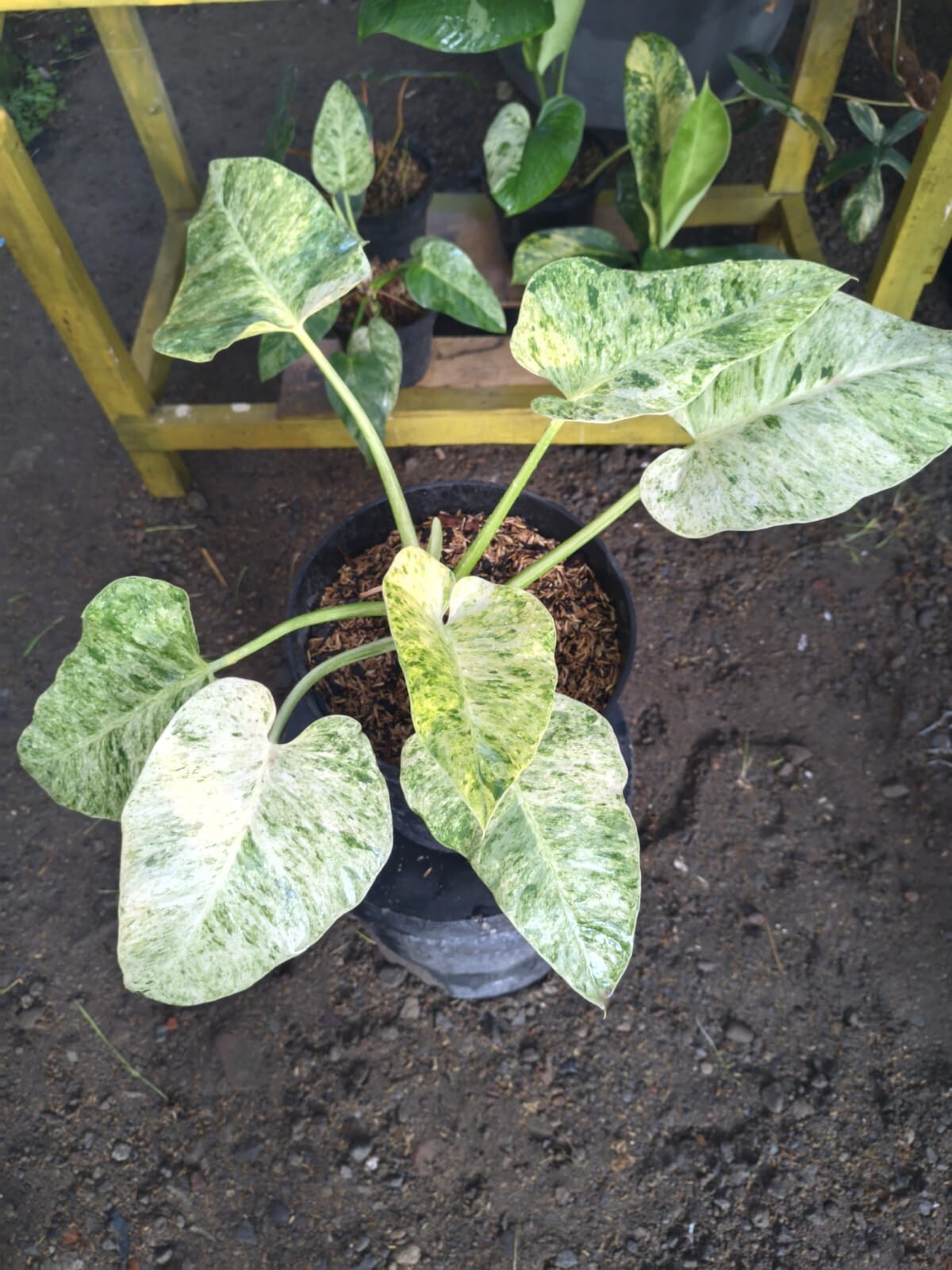 Real Pict Philodendron Giganteum Marble Variegated Big Leaves