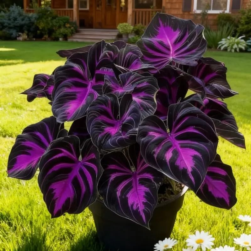 308 Hosta Seeds for Planting – Rare Perennial Shade Plants, Lush Purple