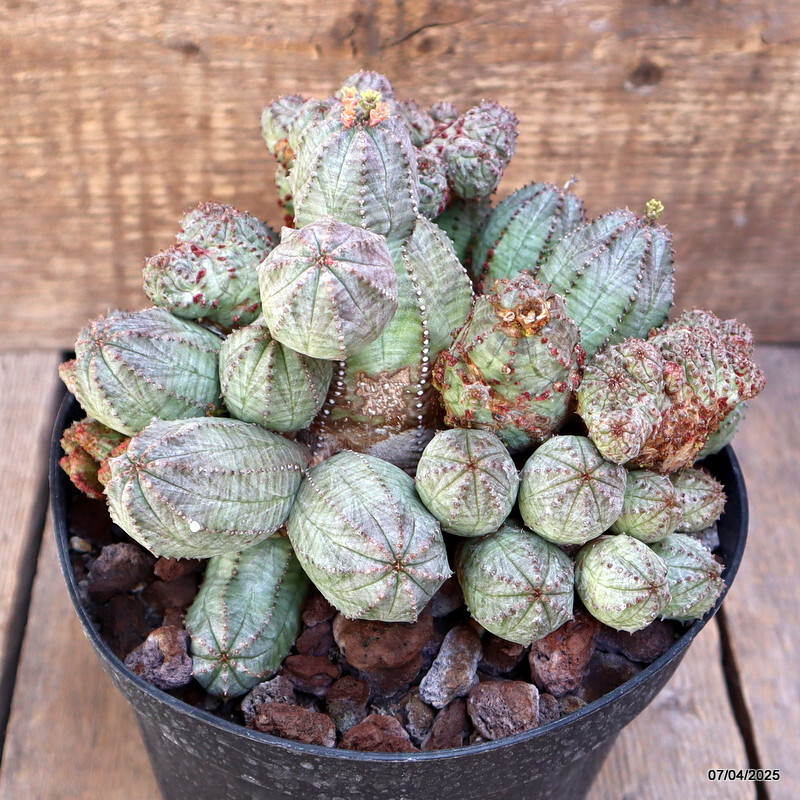D1538 EUPHORBIA PSEUDOGLOBOSA MONSTER pot18-H14-W19 cm MaMa Cactus