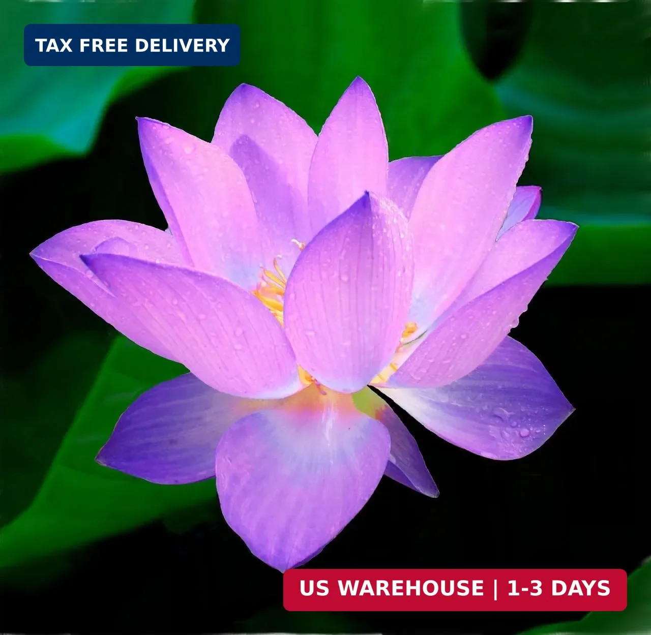 60PCS Premium Lotus Seeds for Planting in Water – Mixed Color Bowl Flower for Po