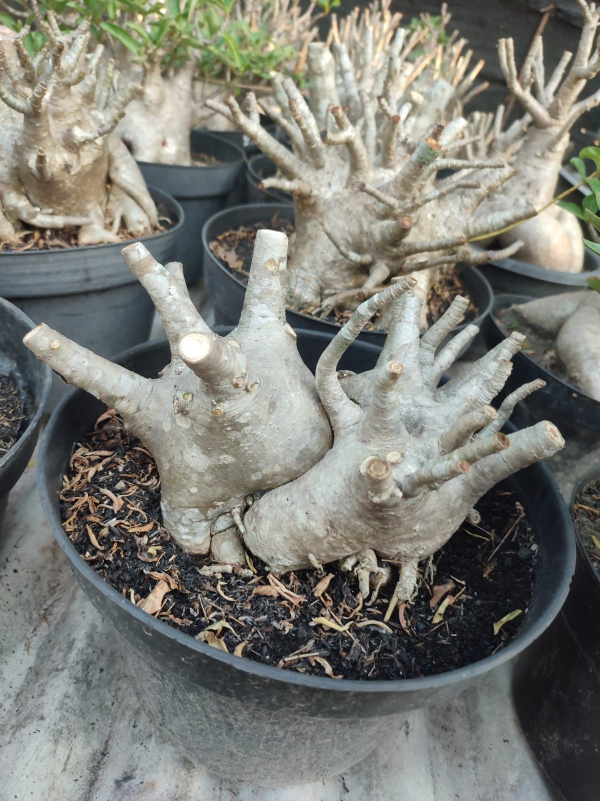 Adenium bonsai Arabicum godji desert rose