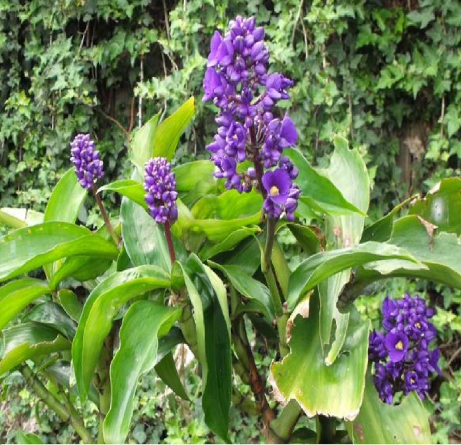 2 Hawaiian Blue (polu) Dichorisandra Thyrsiflora Ginger Plant Roots