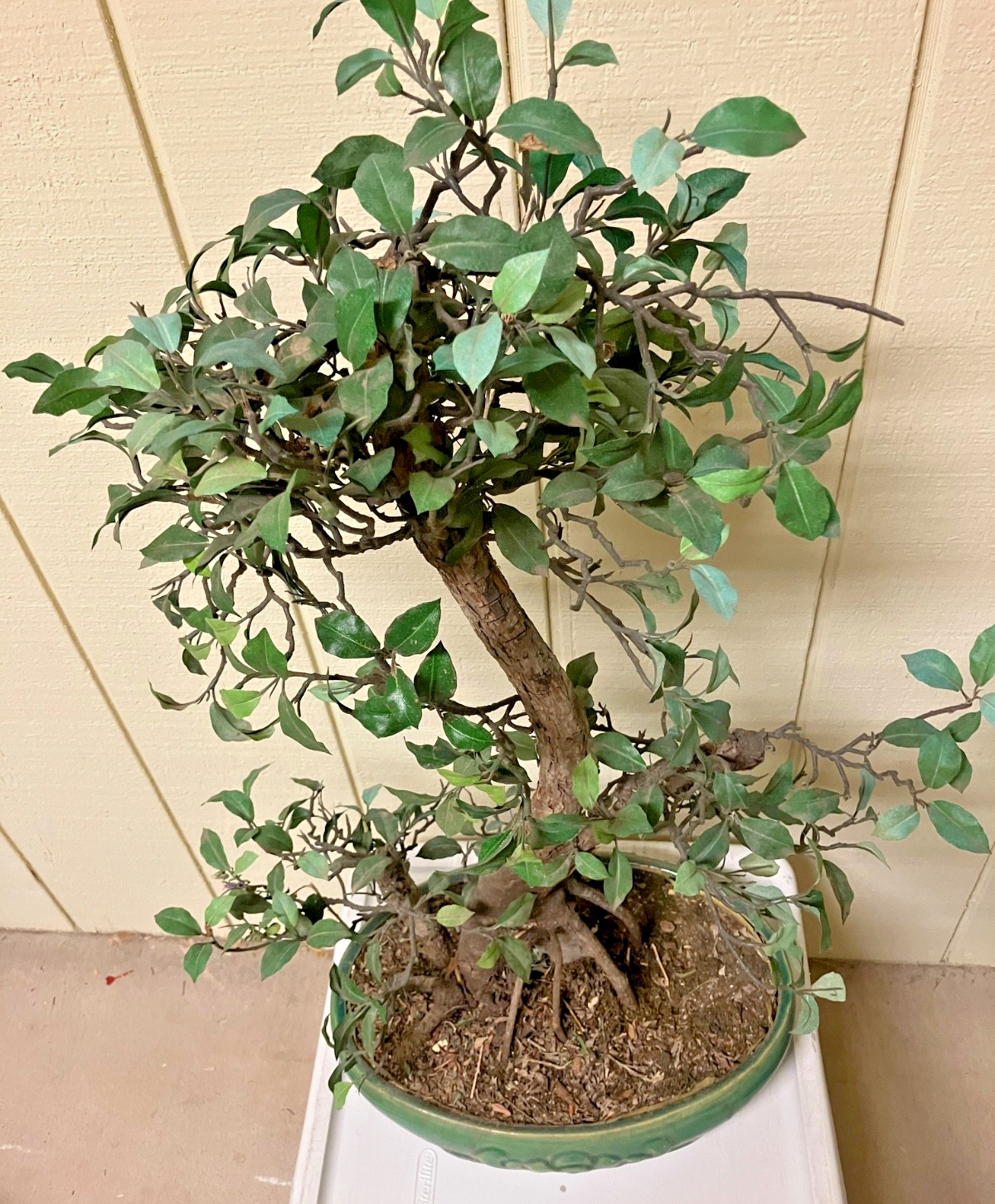 REALISTIC ARTIFICIAL BONSAI TREE PLANT W/GREEN CERAMIC POT – 31″ T -POT 14X10X4″