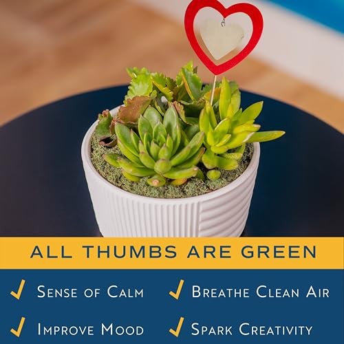 Mini Succulent 6-8 Inches Tall Cute Succulent Gift Décor Pot Succulent Garden