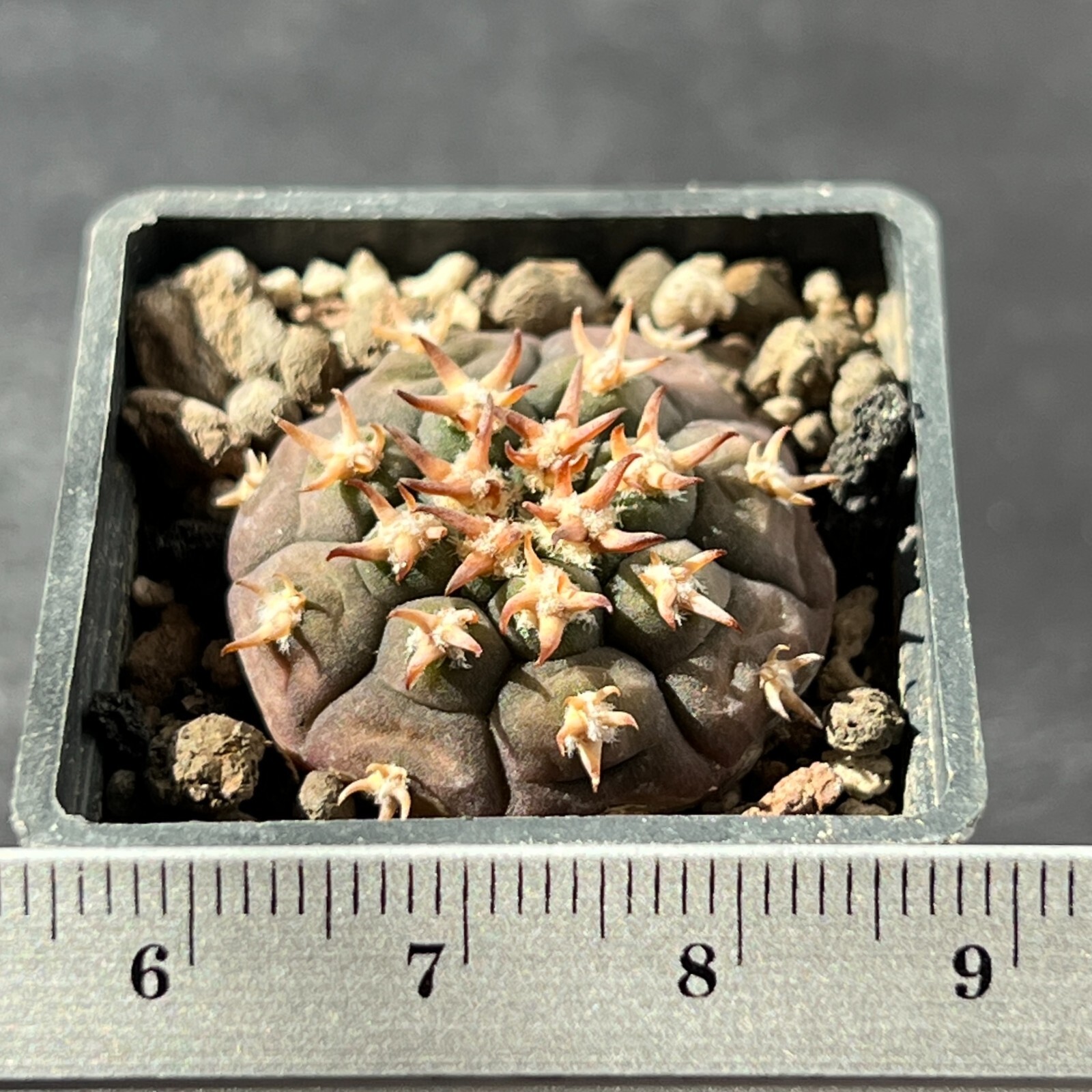 A4-1128. Gymnocalycium unguispinum SL-44b (Own roots)
