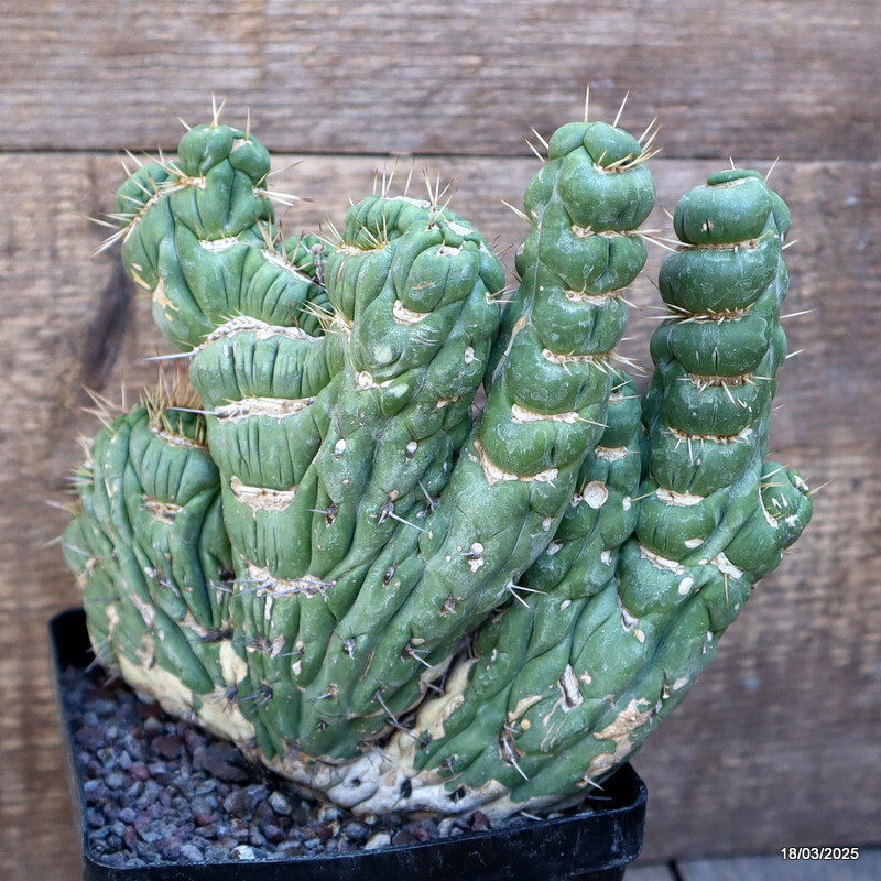 D3086 EULYCHNIA CASTANEA CRESTED pot12-H15-W17 cm MaMa Cactus