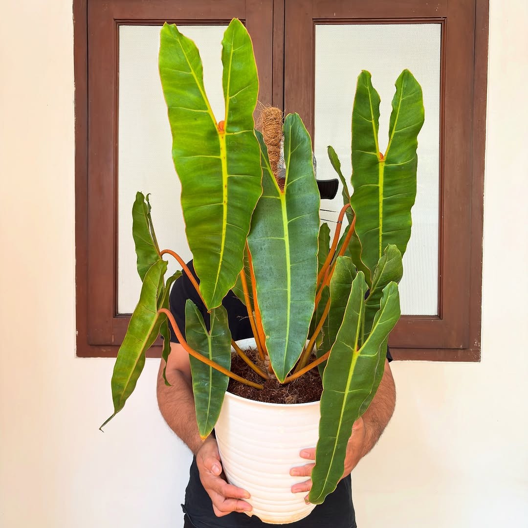 Philodendron Billietiae Green Beauty Super Big Size Real Picture