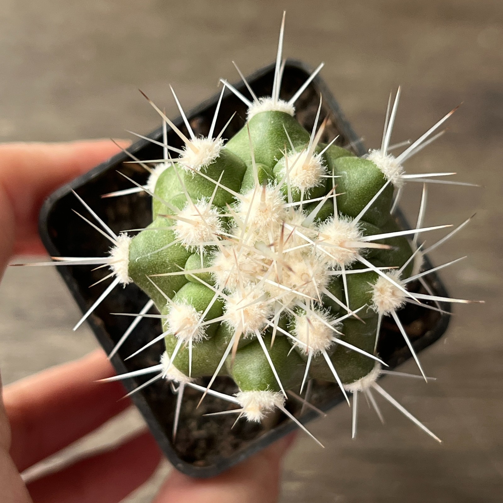 A55-825 Copiapoa cinerea v. albispina, grafted