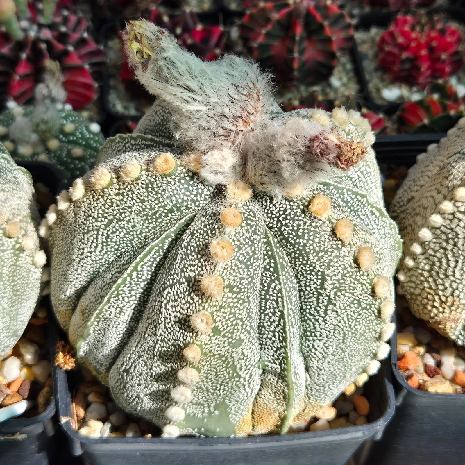 Astrophytum coachuilense x asterias F2 20seeds 2025 year
