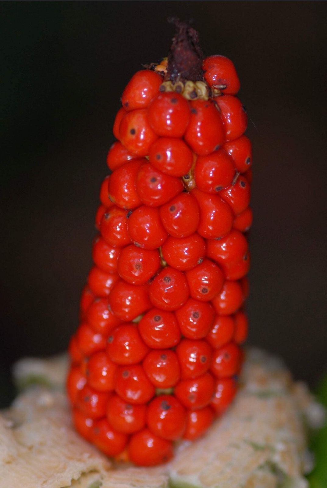 Alocasia macrorrhiza 30-80cm –