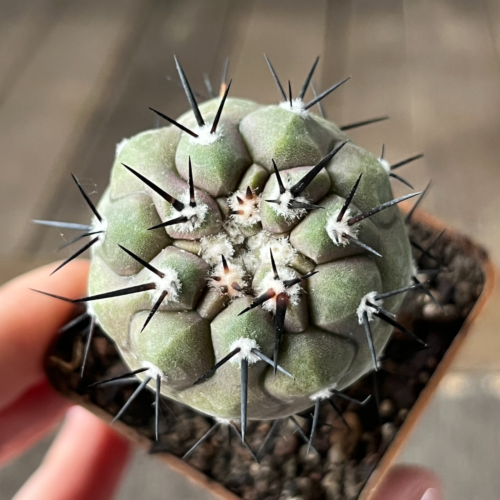 A3-405 Copiapoa cinerea HR1032, La Quinta, Super Black sp, Dark Body, white coat