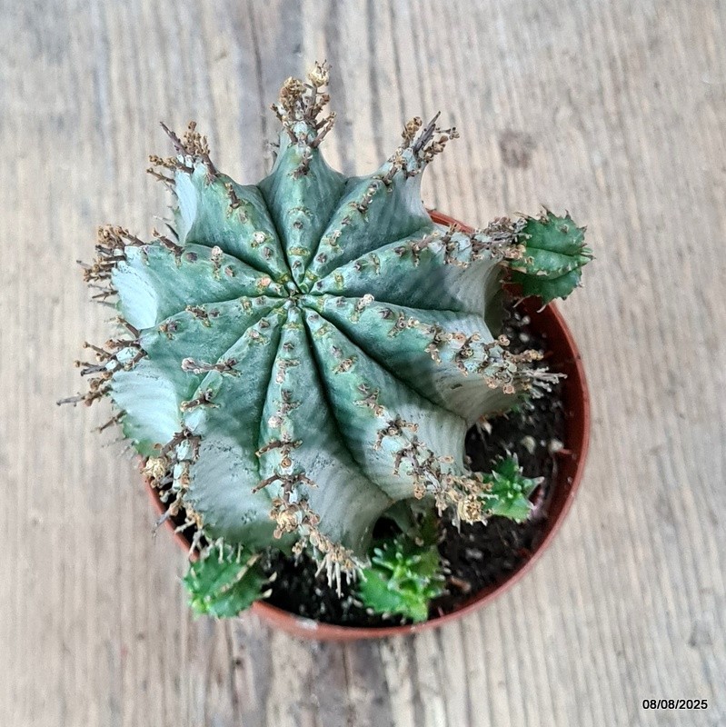 D5797 EUPHORBIA POLYGONA SNOWFLAKE pot8,5-H11-W8 cm MaMa Cactus