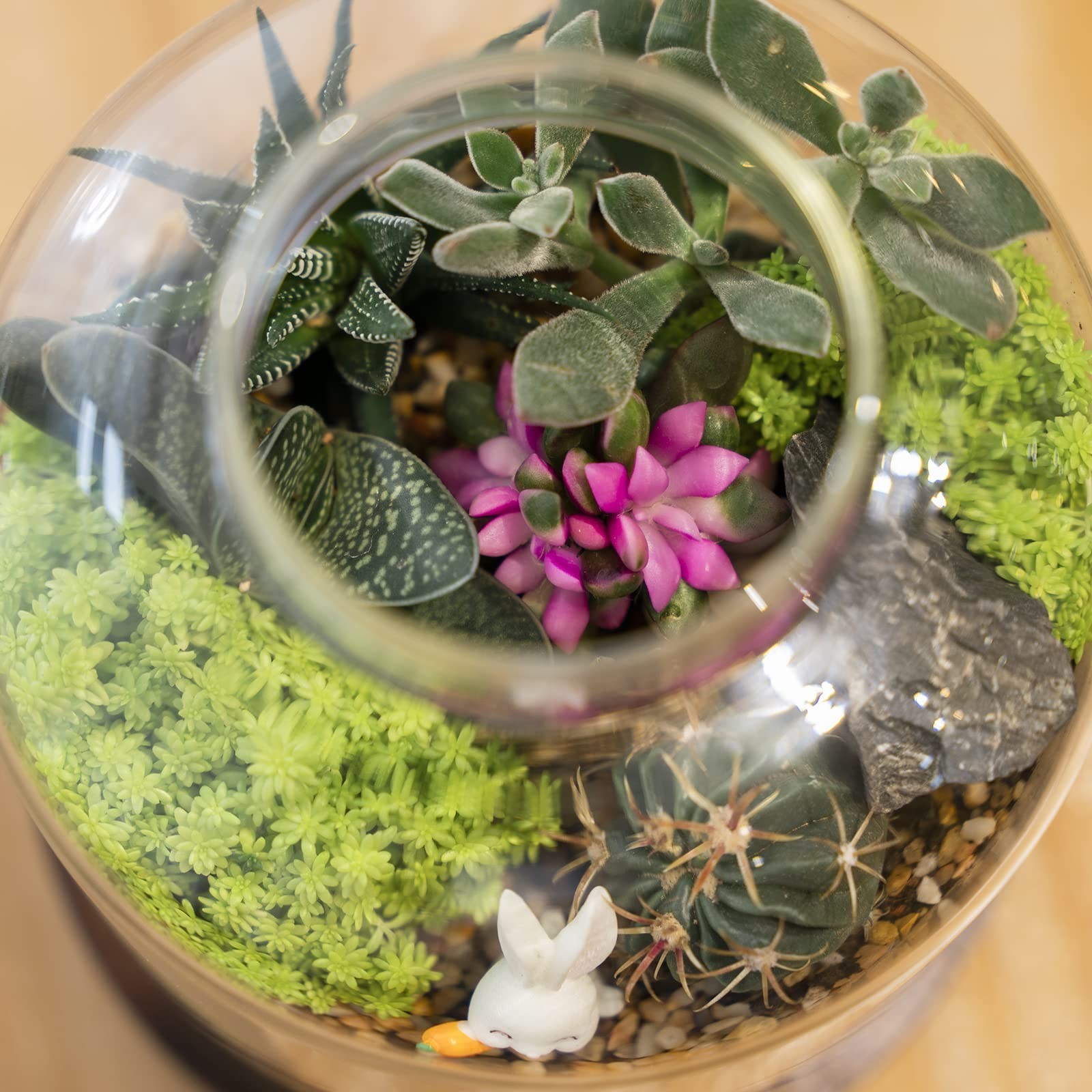 Large Glass Terrarium for Succulents & Moss – Mini Table Decor with Wood Base &