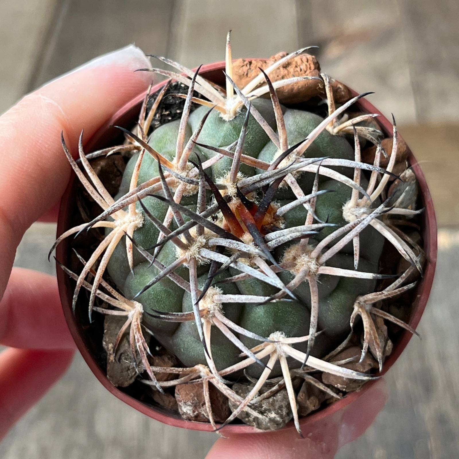 A40-2031 Gymnocalycium catamarcense v. belense, VS64, Belen, NM, own Root