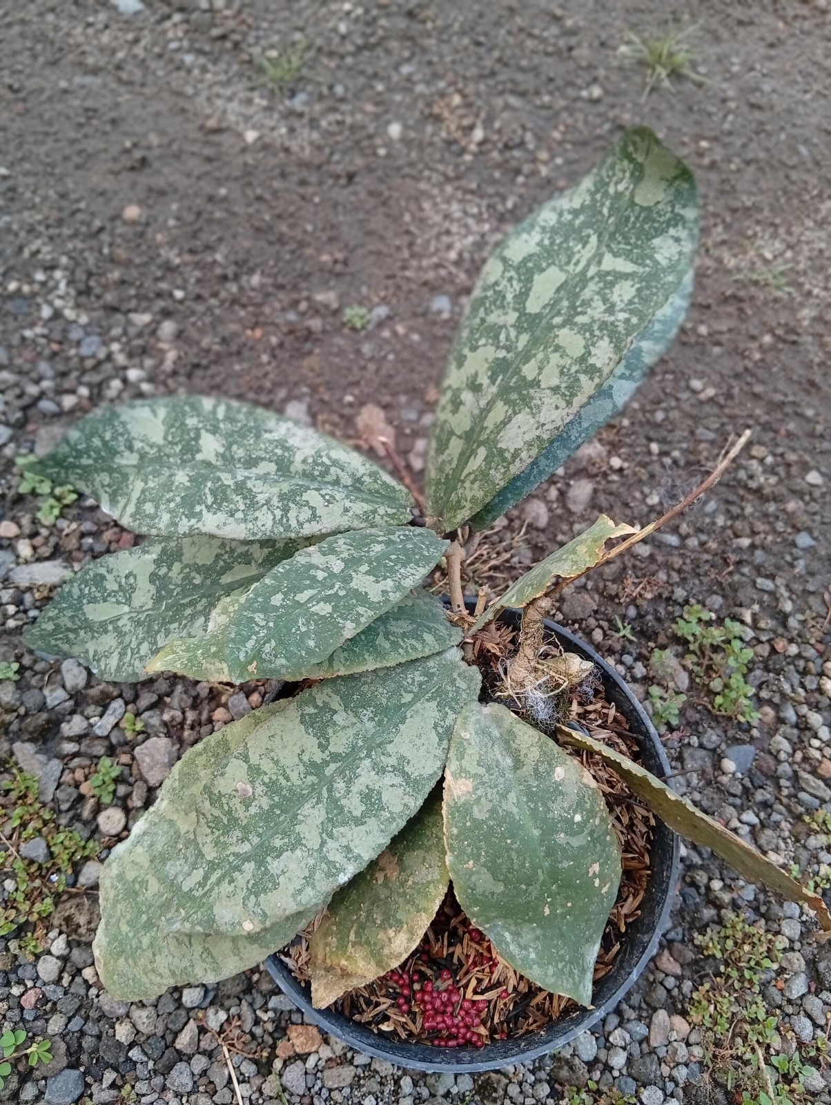 Real Picture Hoya Undulata High Splash Rare Plant