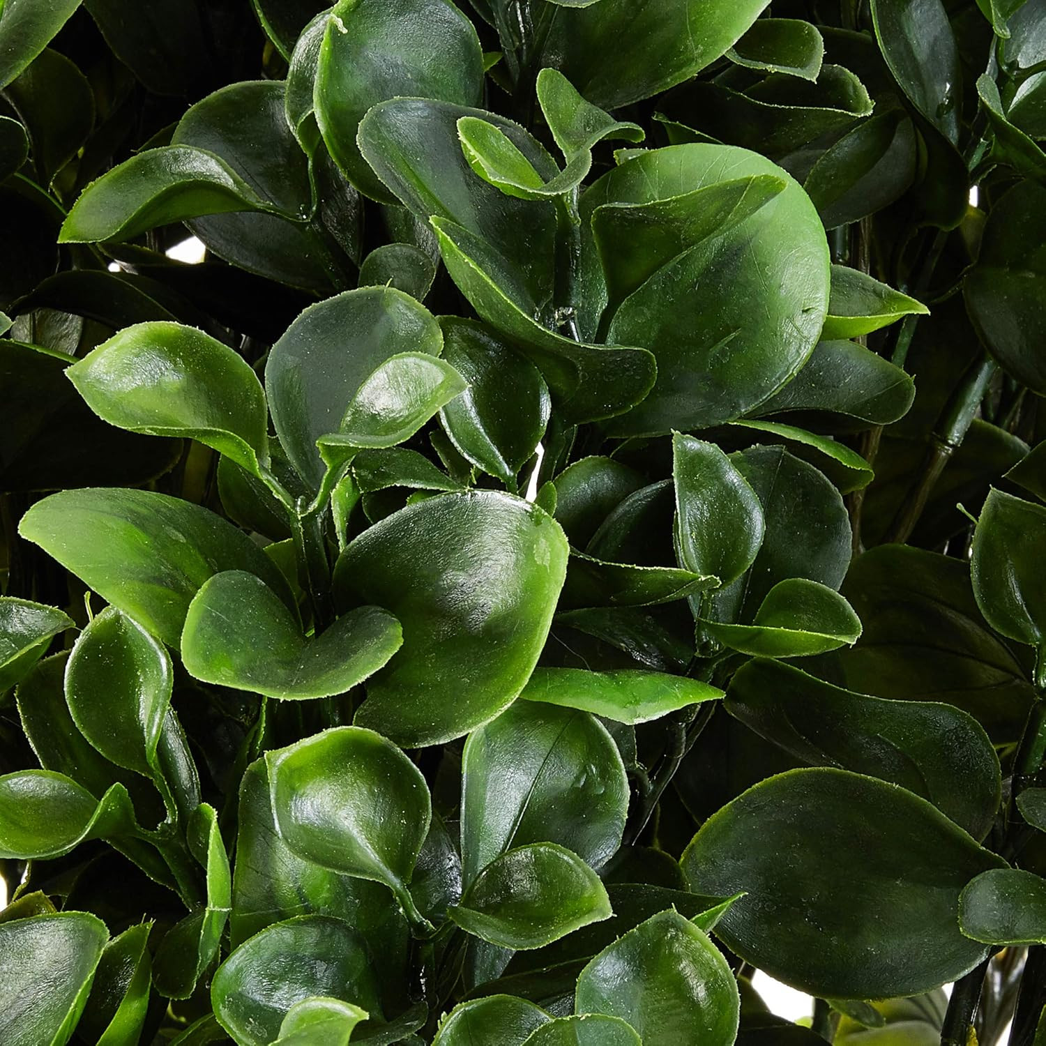 28″ UV Resistant Peperomia Plant for Indoor/Outdoor Decor
