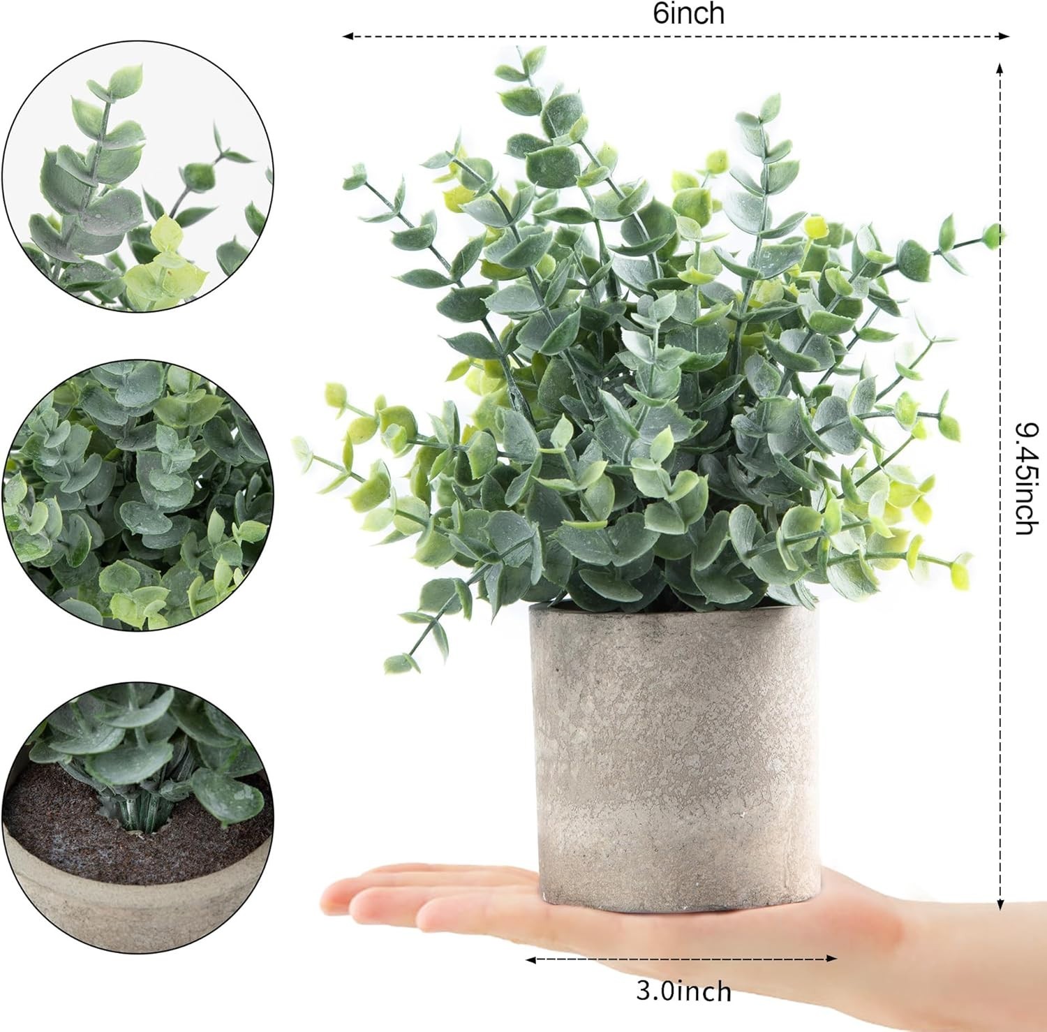 Small Eucalyptus Plants for Shelf – 2 Pack